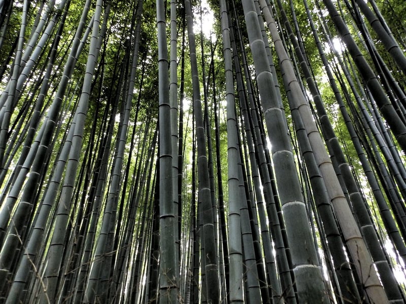 Kyoto, Japan