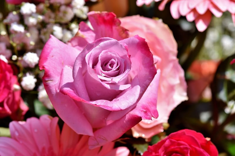 Rose Garden